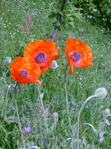 Şərq lаləsi