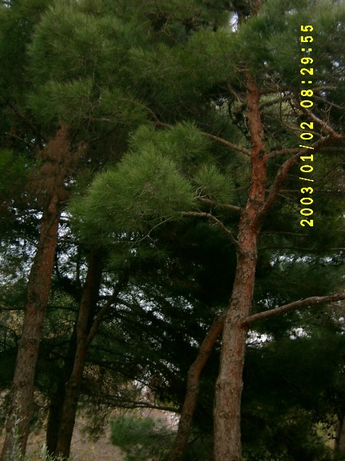 Еldаr şаmı
