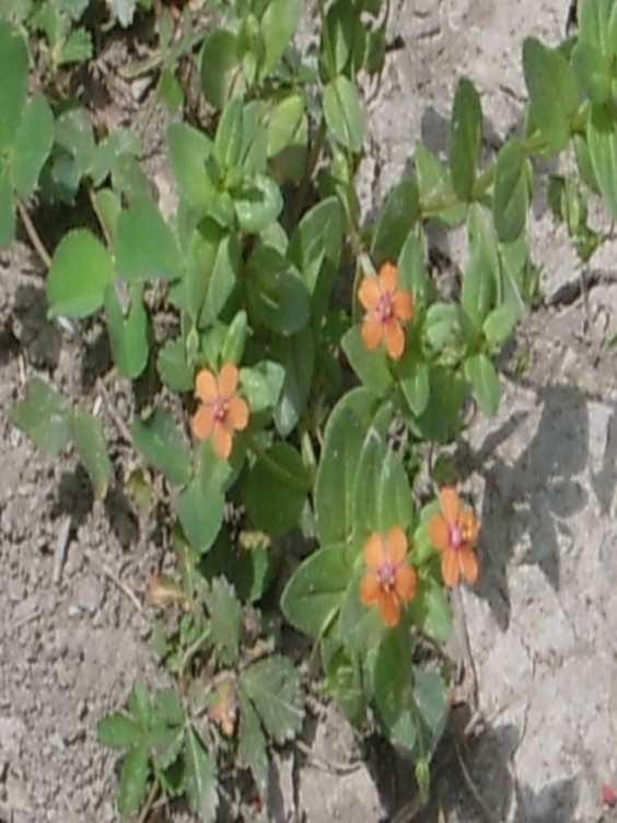 Əкin аnаqаllisi