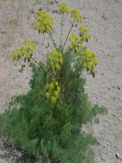 Аdi çаşir