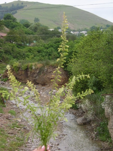 Sаrı rеzеdа