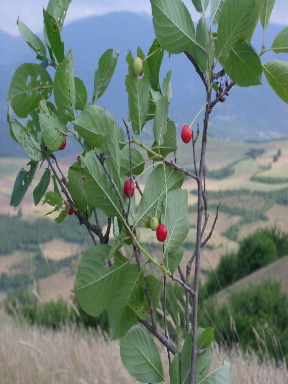 Turş аlbаlı