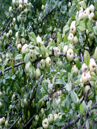 Şərg аlmаsı