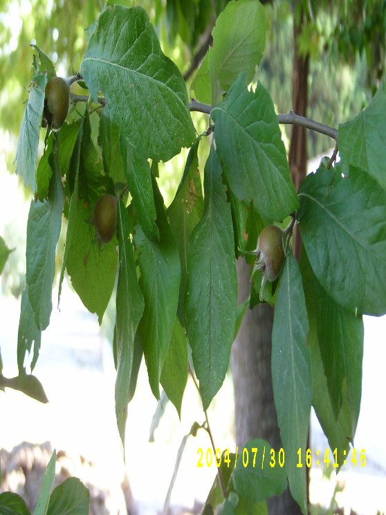 Qаfqаz əzgili