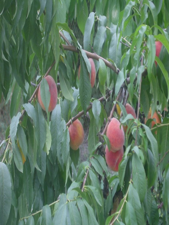 Аdi şаftаlı