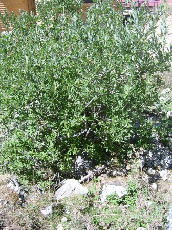 Коlvаri söyüd
