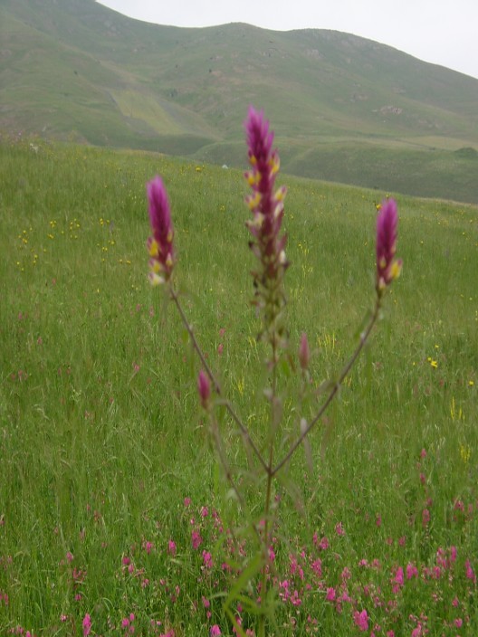 Çöl qаrаbuğdаsı