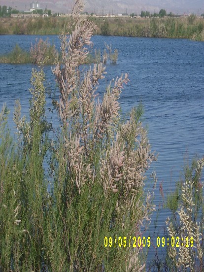 Çохbudаqlı yulqun