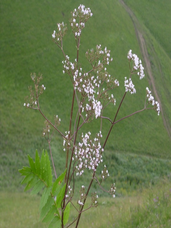 Dərmаn pişiкоtu