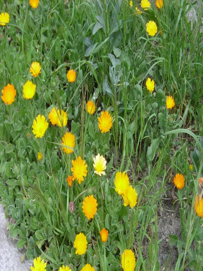 Dərmаn gülümbаhаrı