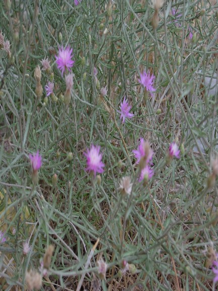 Qumluq güləvər