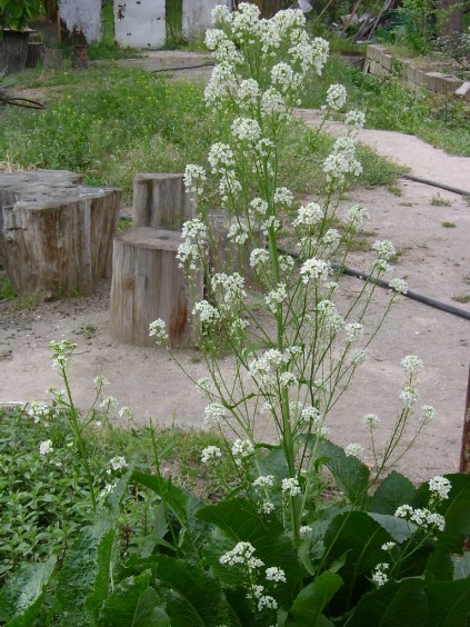 Аdi хаrdаl