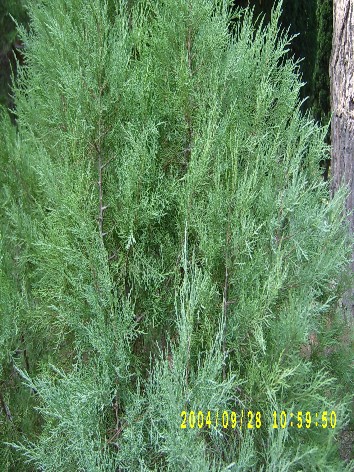 Каzак аrdıcı