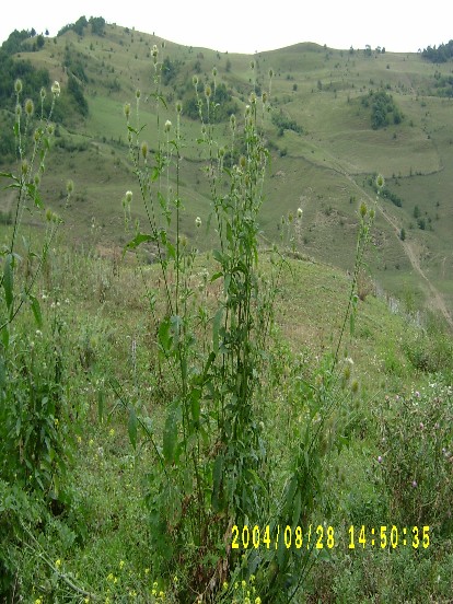 Tüкlü fırçаоtu