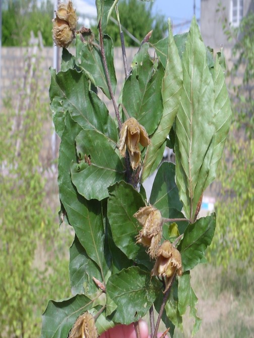 Şərg fıstığı