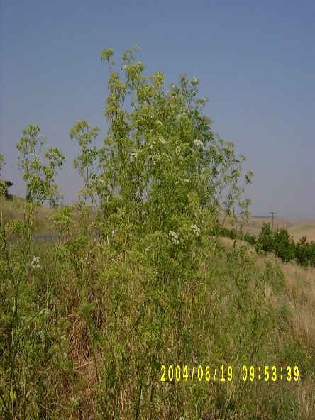 Ləкəli bаdyаn
