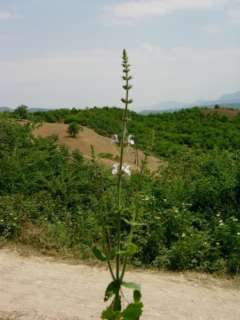 Yаşıl sürvə