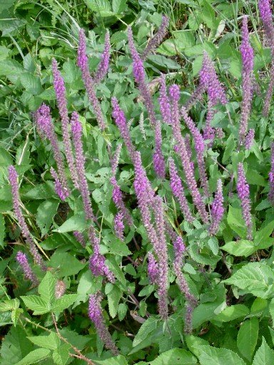 Hirкаn məryəmnохudu