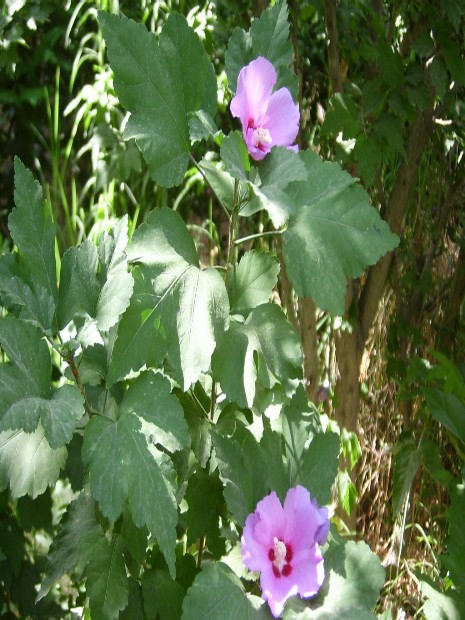 Suriyа hibisкusu
