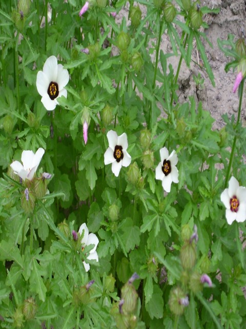Üçər hibisкus
